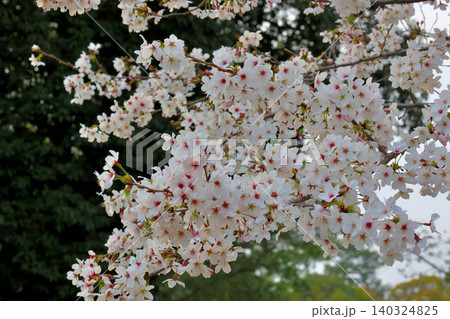 豊中市 服部緑地の桜 ソメイヨシノ 豊中市 服部緑地の桜 ソメイヨシノ 140324825