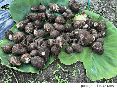 家庭菜園の獲れたて里芋を葉っぱにのせて 家庭菜園の獲れたて里芋を葉っぱにのせて 140324869