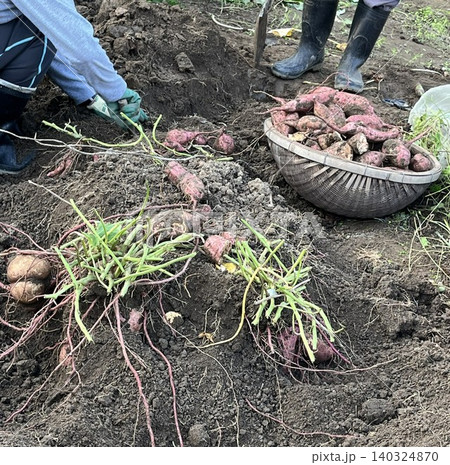 家庭菜園でさつまいも収穫 家庭菜園でさつまいも収穫 140324870