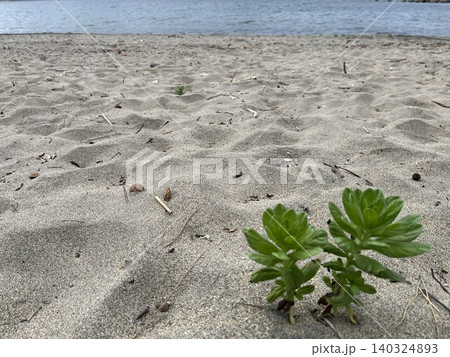 砂浜で寄り添うように生える植物 砂浜で寄り添うように生える植物 140324893