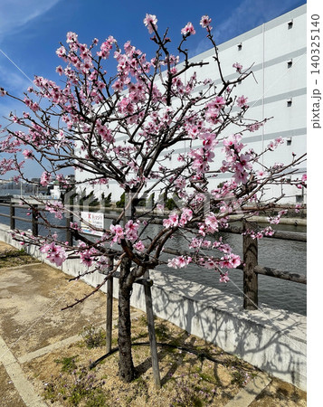 アーモンドの花 140325140