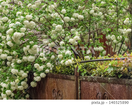 ornamental shrub viburnum buldenezh (Viburnum opulus 'Roseum') ornamental shrub viburnum buldenezh (Viburnum opulus 'Roseum') 140325890