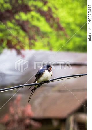 Swallow perches calmly on a thin wire, vertical view. Swallow perches calmly on a thin wire, vertical view. 140325891