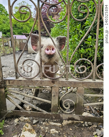 Curious pig peeks through ornate iron gate Curious pig peeks through ornate iron gate 140325894