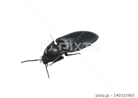 The black click beetle belongs to the click beetle family. The black click beetle belongs to the click beetle family. 140325905