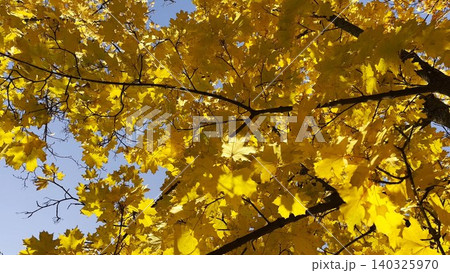 Golden maple leaves on tree branches gently swaying in the wind at sunny day. Lush autumn yellow foliage swinging on breeze at forest. Beautiful colorful fall season. Close up Slow motion Golden maple leaves on tree branches gently swaying in the wind at sunny day. Lush autumn yellow foliage swinging on breeze at forest. Beautiful colorful fall season. Close up Slow motion 140325970