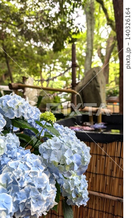 初夏の日本庭園に咲く淡い青色の紫陽花とししおどし 初夏の日本庭園に咲く淡い青色の紫陽花とししおどし 140326164