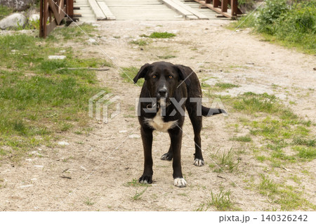 black and white dog with a collar near a wooden bridge black and white dog with a collar near a wooden bridge 140326242