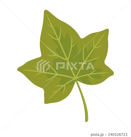 Ivy Leaf Illustration Vector Template Ivy Leaf Illustration Vector Template 140326721
