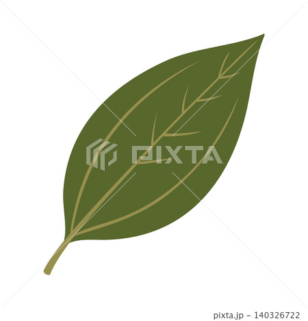 Cinnamon Leaf Illustration Vector Template Cinnamon Leaf Illustration Vector Template 140326722