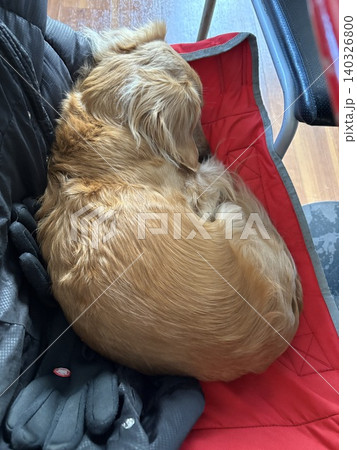 お昼寝する犬 お昼寝する犬 140326800