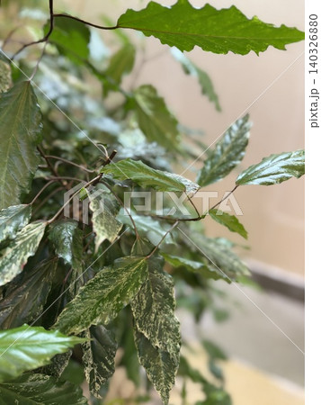 Green indoor plant with variegated leaves, suitable as nature background with soft focus 140326880