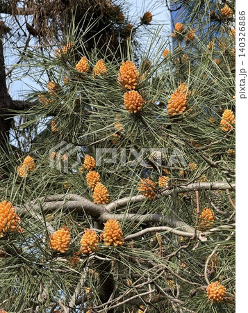 Pine tree branches with orange pine cones on bright sunny day 140326886