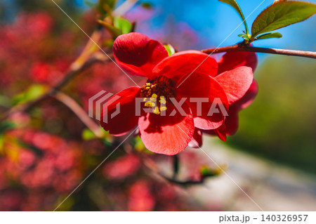 Vibrant red japanese quince or Chaenomeles japonica Blooming at the sun. The flowers are surrounded by the green leaves. Vibrant red japanese quince or Chaenomeles japonica Blooming at the sun. The flowers are surrounded by the green leaves. 140326957