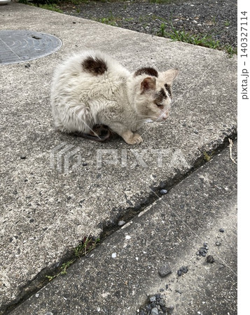 佐賀県武雄市の町角にたたずむ野良猫 佐賀県武雄市の町角にたたずむ野良猫 140327114