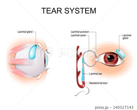Eye tear system. Lacrimal gland anatomy. Lacrimal duct and drainage pathway Eye tear system. Lacrimal gland anatomy. Lacrimal duct and drainage pathway 140327143