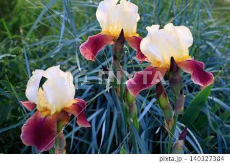 Three yellow and purple iris flowers blooming in garden, beautiful spring bearded irises blossoms close-up Three yellow and purple iris flowers blooming in garden, beautiful spring bearded irises blossoms close-up 140327384