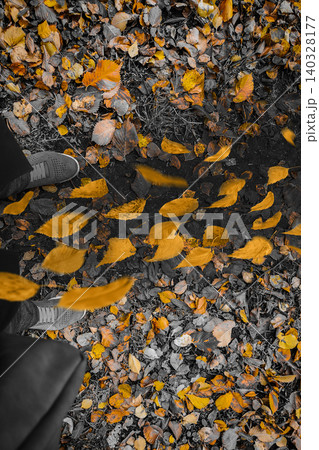 Background with falling flying vivid leaves in forest. Autumn leaves falling on landscape background. 140328177