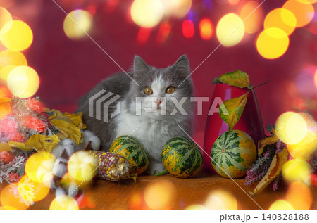 Cat among autumn gourds and flowers on festive background. Calm fluffy cat is surrounded by seasonal harvest elements in studio setting 140328188