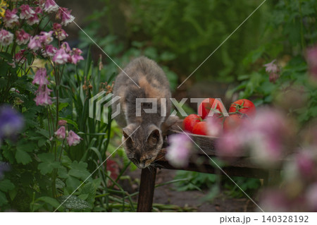Red round tomatoes in a bowl and a cat on wooden background. Cottagecore style aesthetic Red round tomatoes in a bowl and a cat on wooden background. Cottagecore style aesthetic 140328192