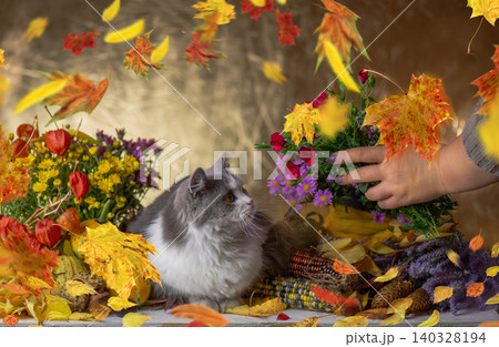 Womans hand holds small bouquet of greenery while decorating festive autumn arrangement on golden background. Fluffy gray cat rests among purple asters, yellow chrysanthemums Womans hand holds small bouquet of greenery while decorating festive autumn arrangement on golden background. Fluffy gray cat rests among purple asters, yellow chrysanthemums 140328194