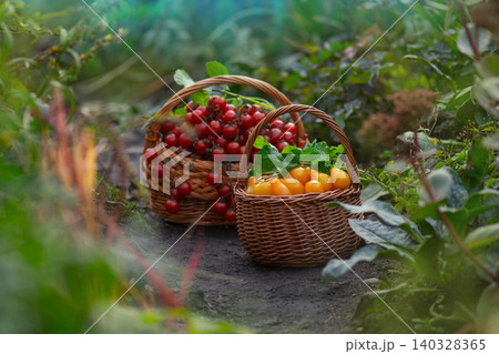 Red cherry and yellow tomatoes. Freshly picked cherry and yellow tomatoesin a basket Red cherry and yellow tomatoes. Freshly picked cherry and yellow tomatoesin a basket 140328365