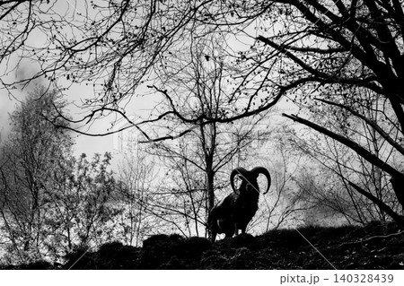 Ram silhouette standing in bare winter forest Ram silhouette standing in bare winter forest 140328439