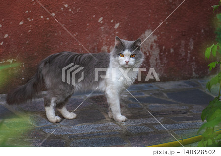 Adorable funny cat playing on backyard. Little funny cat sitting outdoors. Adorable funny cat playing on backyard. Little funny cat sitting outdoors. 140328502