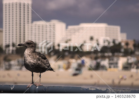A bird in front of Santa Monica beach A bird in front of Santa Monica beach 140328670