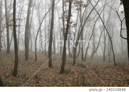 Foggy forest in autumn Foggy forest in autumn 140328686