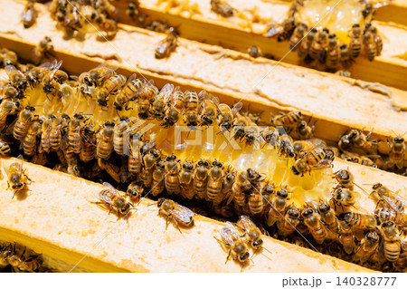 Bees are busy collecting nectar forming honeycombs inside hive in spring season. Bees are busy collecting nectar forming honeycombs inside hive in spring season. 140328777