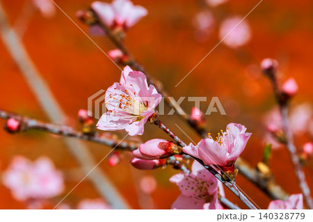 Peach blossoms show pink flowers on branches during spring season at garden Peach blossoms show pink flowers on branches during spring season at garden 140328779