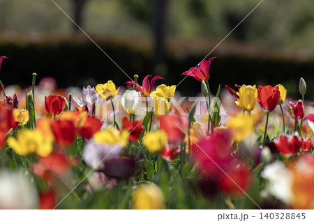 春に咲く色とりどりのチューリップの花畑 140328845