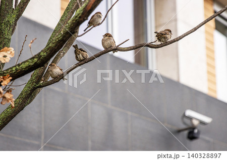Group of sparrows perched on a bare tree branch in urban setting. Flock of city birds thriving in berlin urban environment. Wildlife during the colder season 140328897