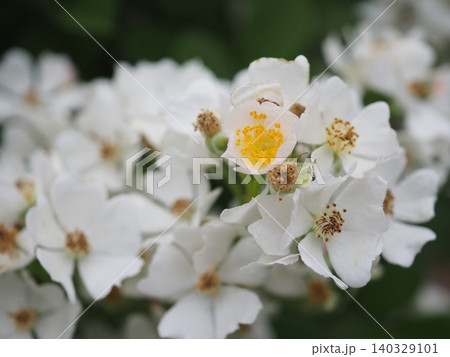 遅れ咲きながら輝く一輪の花(20260515063845) 遅れ咲きながら輝く一輪の花(20260515063845) 140329101