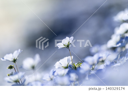 やわらかく咲くネモフィラの花風景 やわらかく咲くネモフィラの花風景 140329174