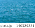 伊勢湾を泳ぐイルカの群れ 140329221