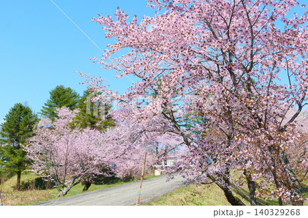 中札内村の桜 中札内村の桜 140329268