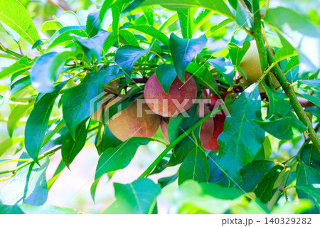 Peaches hang from branches surrounded by vibrant green leaves in sunny garden 140329282