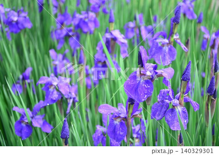 初夏に咲くアヤメの花 初夏に咲くアヤメの花 140329301