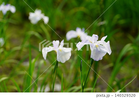 花菖蒲 花菖蒲 140329320