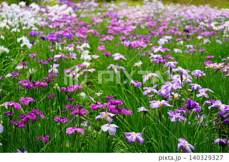 花菖蒲 140329327