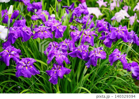 花菖蒲 花菖蒲 140329394