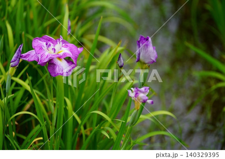 花菖蒲 花菖蒲 140329395