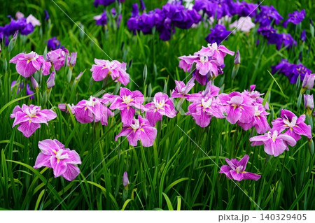 花菖蒲 花菖蒲 140329405