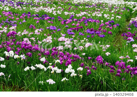花菖蒲 140329408