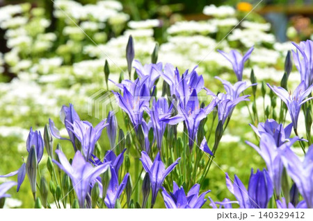 ブローディアの花 ブローディアの花 140329412
