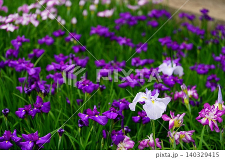 花菖蒲 花菖蒲 140329415