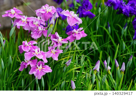花菖蒲 140329417