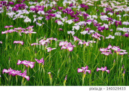 花菖蒲 140329433